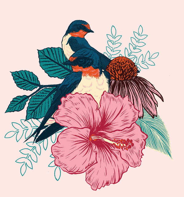 Barn Swallows (Artwork)