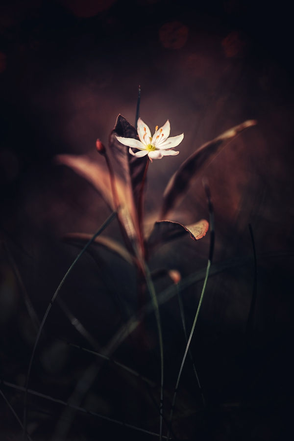 Delicate Bloom (Artwork)