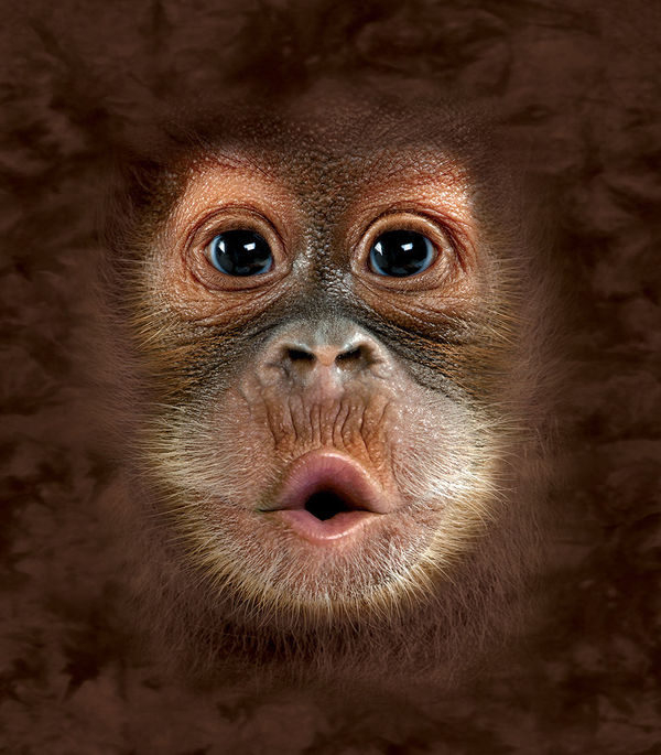 PS3 Slim Skin - Orangutan (Image 2)