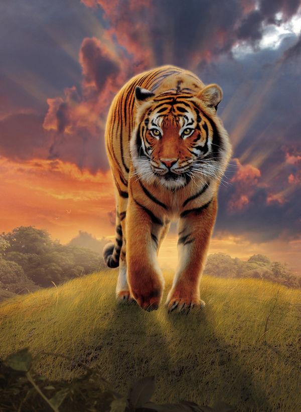 Rising Tiger (Artwork)