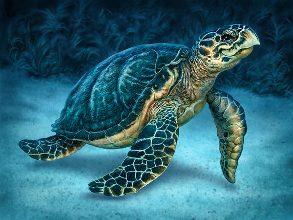 Apple iPad Pro 9.7 Skin - Sea Turtle (Image 2)