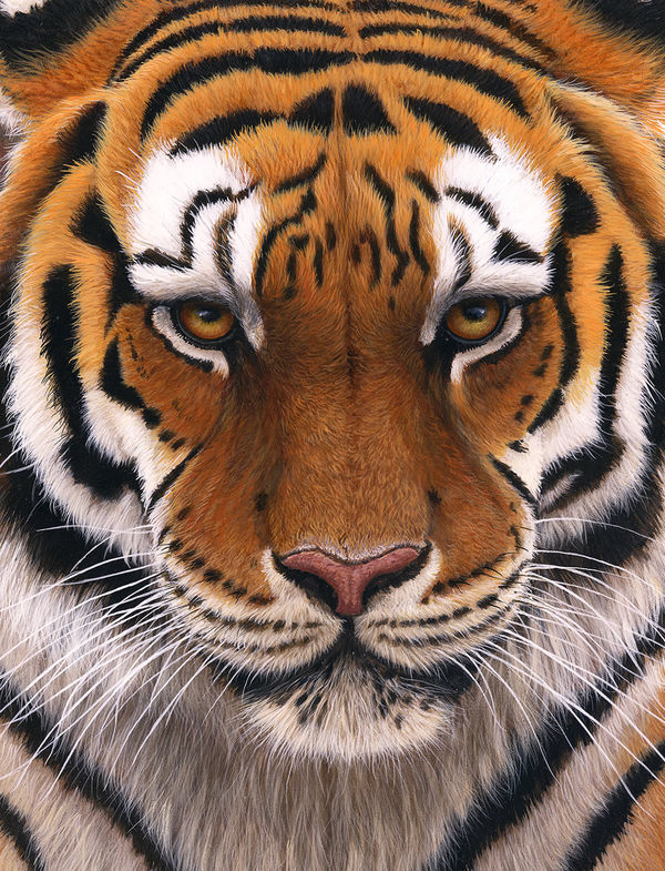 Apple iPad Pro 12.9 (1st Gen) Skin - Siberian Tiger (Image 2)