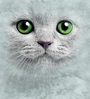 Grey Kitty