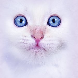 White Kitty