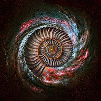 Ammonite Galaxy (Artwork)