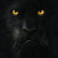 Lifeproof iPhone 6 Fre Case Skin - Black Panther (Image 4)