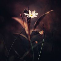 Delicate Bloom (Artwork)