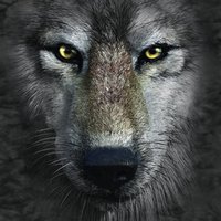 Apple iPad 5th Gen Skin - Grey Wolf (Image 2)