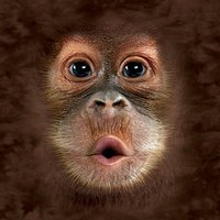 PS3 Slim Skin - Orangutan (Image 2)