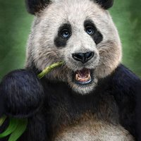 Panda Totem