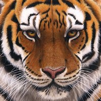 Amazon Kindle Fire HD 6in Skin - Siberian Tiger (Image 2)