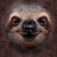 Nintendo New 3DS XL Skin - Sloth (Image 2)
