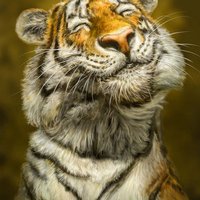 Lifeproof iPhone 7 Fre Case Skin - Smiling Tiger (Image 5)