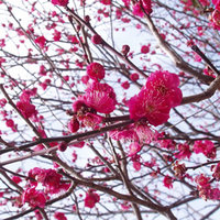 Spring In Japan